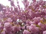 P1160744: Foto: Také v Čáslavi můžete narazit na kousek Japonska, právě kvetou sakury