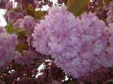 P1160745: Foto: Také v Čáslavi můžete narazit na kousek Japonska, právě kvetou sakury
