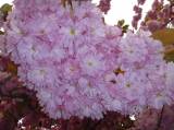 P1160746: Foto: Také v Čáslavi můžete narazit na kousek Japonska, právě kvetou sakury
