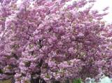 P1160751: Foto: Také v Čáslavi můžete narazit na kousek Japonska, právě kvetou sakury