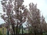 P1160754: Foto: Také v Čáslavi můžete narazit na kousek Japonska, právě kvetou sakury