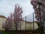 P1160755: Foto: Také v Čáslavi můžete narazit na kousek Japonska, právě kvetou sakury