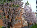 P1160756: Foto: Také v Čáslavi můžete narazit na kousek Japonska, právě kvetou sakury