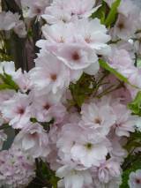 P1160760: Foto: Také v Čáslavi můžete narazit na kousek Japonska, právě kvetou sakury