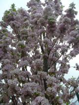 P1160761: Foto: Také v Čáslavi můžete narazit na kousek Japonska, právě kvetou sakury