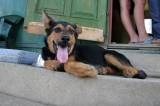 IMG_1484: Kateřina Klasnová na návštěvě psího útulku v Kutné Hoře