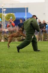 5G6H6561: Policejní psi u kutnohorského závodu Foxconn v sobotu cenili zuby