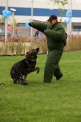 5G6H6577: Policejní psi u kutnohorského závodu Foxconn v sobotu cenili zuby