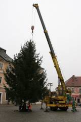 IMG_3771: Vánoční strom už je na Palackého náměstí, rozsvítí se 3. prosince