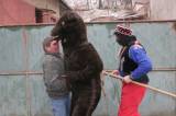 IMG_5749: Masopustní průvod prošel Okřesančí, medvěd během taškařice napadl několik obyvatel