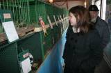 IMG_5853: Chovatelé vzali výstavu v Hostovlicích útokem, během dvou hodin nakoupili 150 králíků