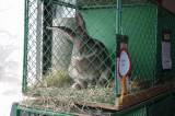 IMG_5871: Chovatelé vzali výstavu v Hostovlicích útokem, během dvou hodin nakoupili 150 králíků
