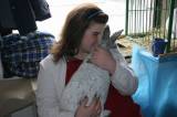 IMG_5873: Chovatelé vzali výstavu v Hostovlicích útokem, během dvou hodin nakoupili 150 králíků