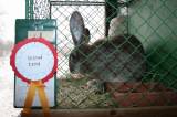 img_5875: Chovatelé vzali výstavu v Hostovlicích útokem, během dvou hodin nakoupili 150 králíků