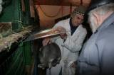 IMG_5894: Chovatelé vzali výstavu v Hostovlicích útokem, během dvou hodin nakoupili 150 králíků
