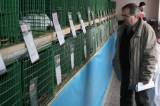 IMG_5901: Chovatelé vzali výstavu v Hostovlicích útokem, během dvou hodin nakoupili 150 králíků