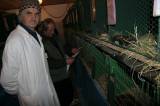 IMG_5911: Chovatelé vzali výstavu v Hostovlicích útokem, během dvou hodin nakoupili 150 králíků