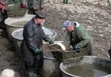 IMG_9762: Rybáři vylovili Podměstský rybník v Čáslavi do poslední rybičky