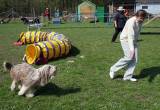 IMG_0716: Kutnohorské kynologické cvičiště hostilo závody psů v agility 