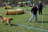 IMG_0734: Kutnohorské kynologické cvičiště hostilo závody psů v agility 